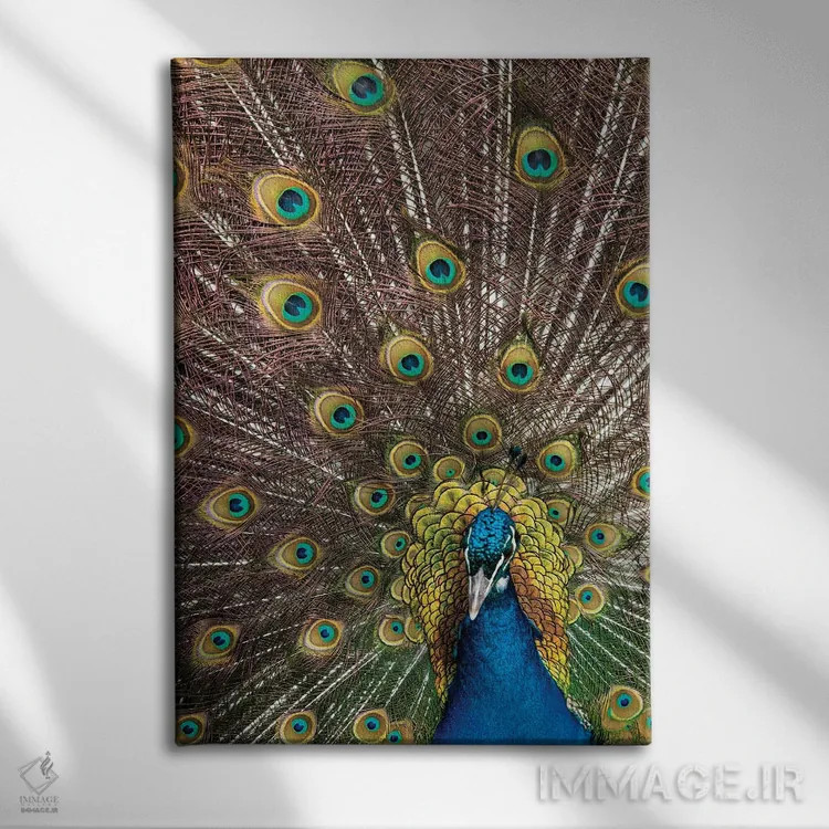 تابلو دکوراتیو Oregon, Tillamook Peacock Displaying Tail Feathers,آمریکا، ا… اثر دارل گالین - نمای روبهرو روی دیوار