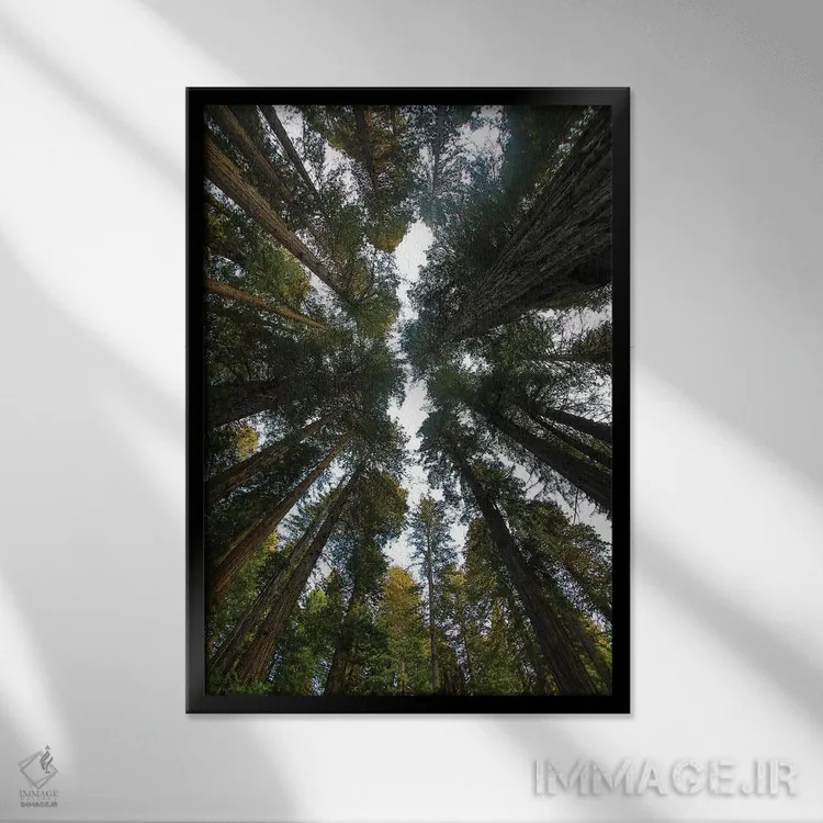 تابلو دکوراتیو Del Norte Coast Redwoods State Park, California,نگاه به جنگل… اثر دارل گالین - نمای قابدار مشکی