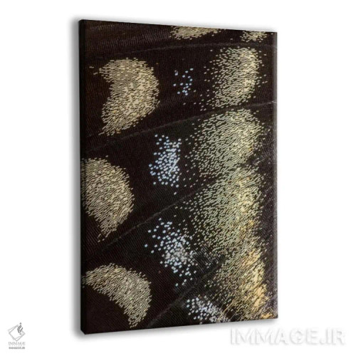 تابلو دکوراتیو عکاسی ماکرو از بال پروانه شماره یازده اثر دارل گالین - نمای پرسپکتیو محصول