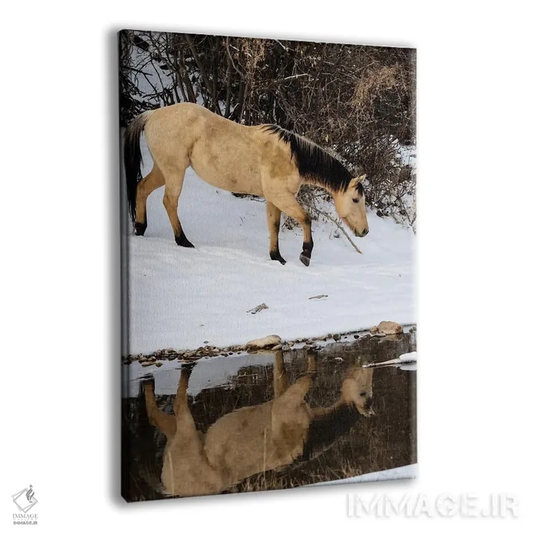 تابلو دکوراتیو Shell, Wyoming Hideout Ranch Lone Horse In Reflection Shell… اثر دارل گالین - نمای پرسپکتیو محصول
