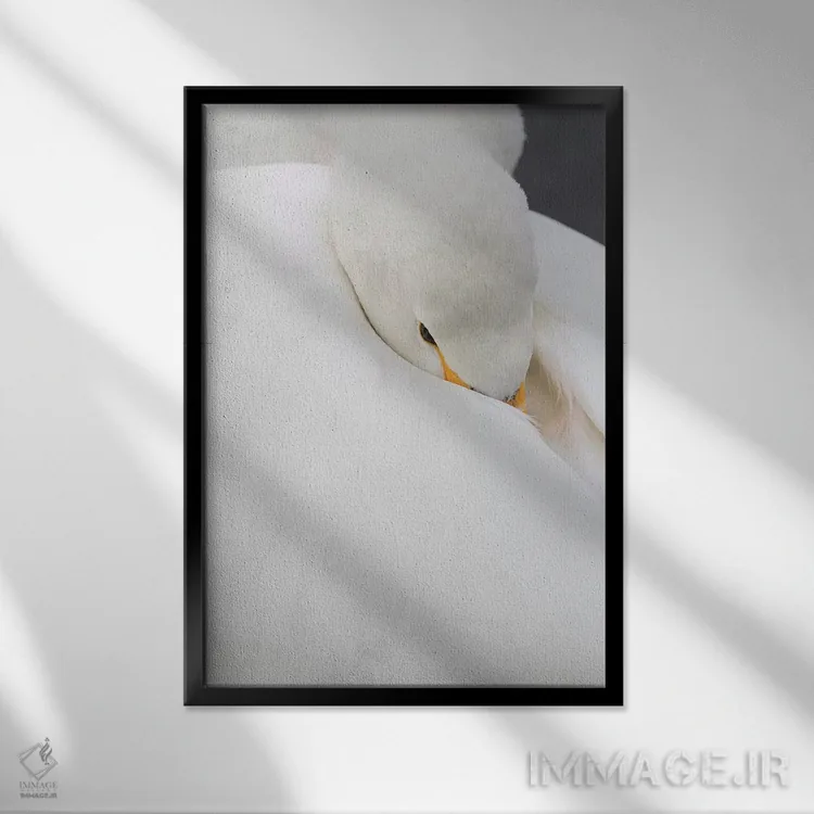 تابلو دکوراتیو Hokkaido,قوهای آوازخوان روی دریاچه یخ زده کوشارو، هوکایدو اثر دارل گالین - نمای قابدار مشکی