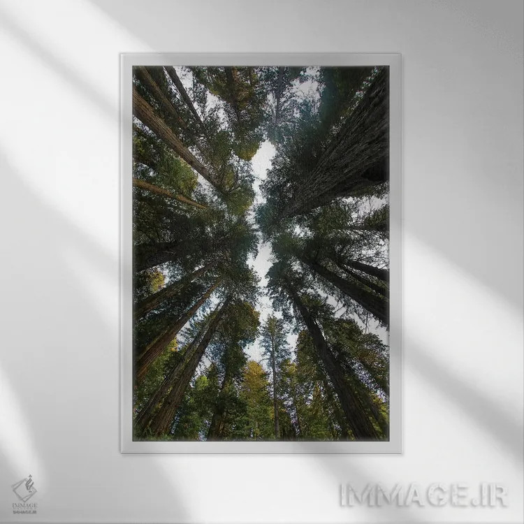 تابلو دکوراتیو Del Norte Coast Redwoods State Park, California,نگاه به جنگل… اثر دارل گالین - نمای قابدار سفید