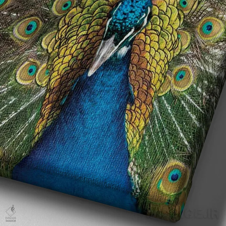 تابلو دکوراتیو Oregon, Tillamook Peacock Displaying Tail Feathers,آمریکا، ا… اثر دارل گالین - نمای نزدیک بافت بوم