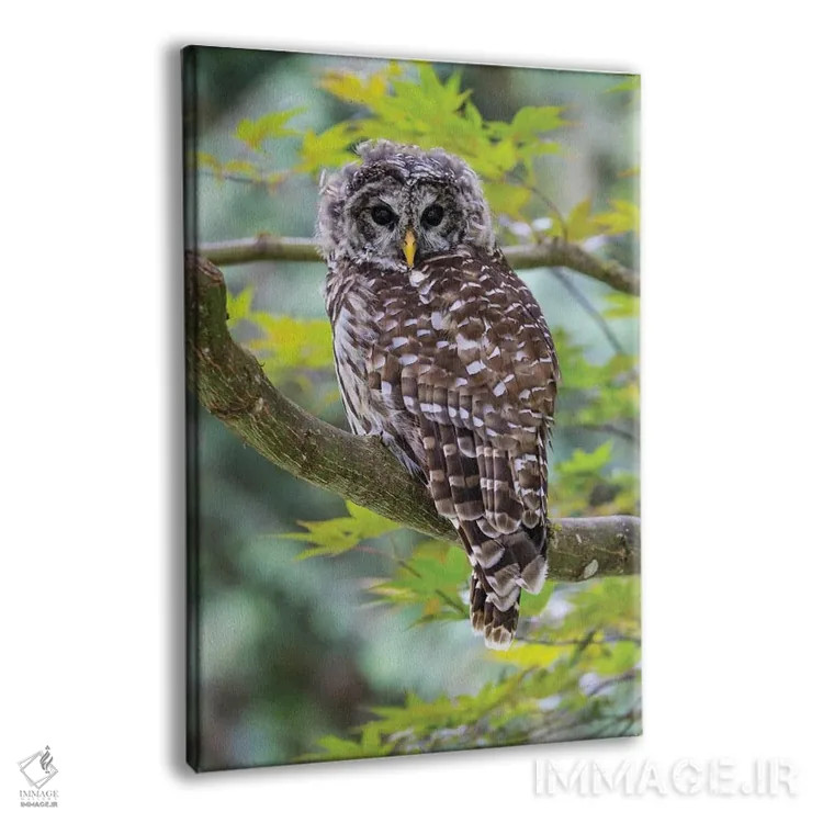 تابلو دکوراتیو Washington State, Sammamish Barred Owl Perched In Japanese M… اثر دارل گالین - نمای پرسپکتیو محصول