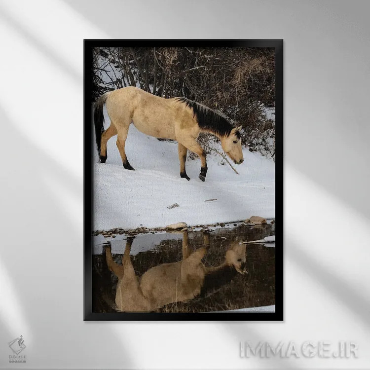 تابلو دکوراتیو Shell, Wyoming Hideout Ranch Lone Horse In Reflection Shell… اثر دارل گالین - نمای قابدار مشکی