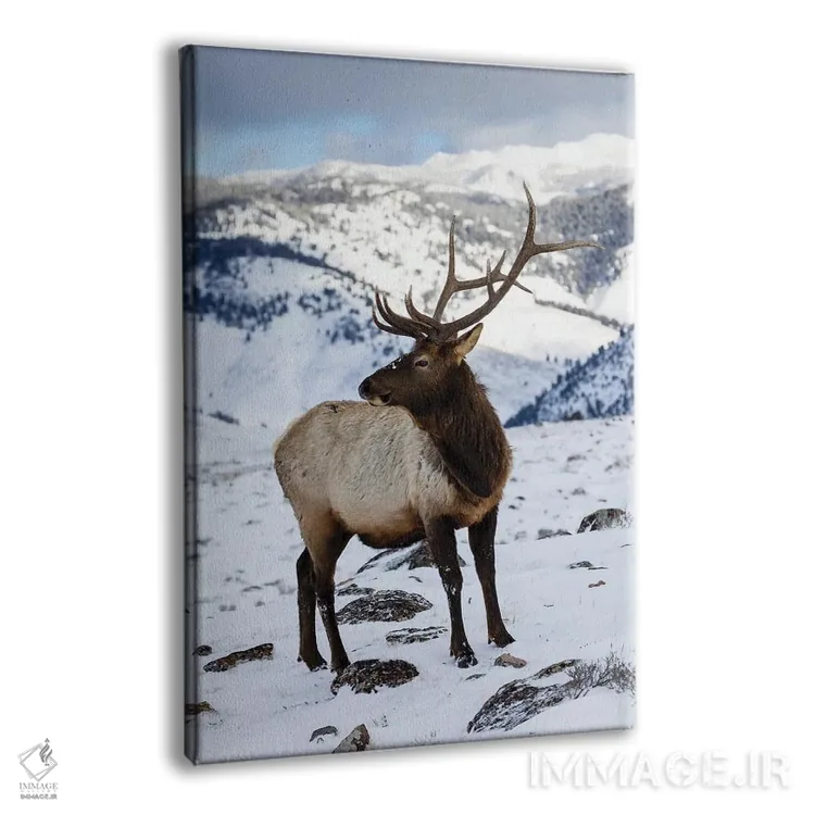 تابلو دکوراتیو Wyoming, Yellowstone National Park Lone Bull Elk In Snow,آمر… اثر دارل گالین - نمای پرسپکتیو محصول