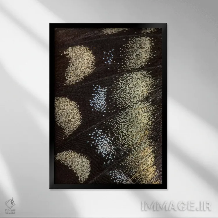 تابلو دکوراتیو عکاسی ماکرو از بال پروانه شماره یازده اثر دارل گالین - نمای قابدار مشکی