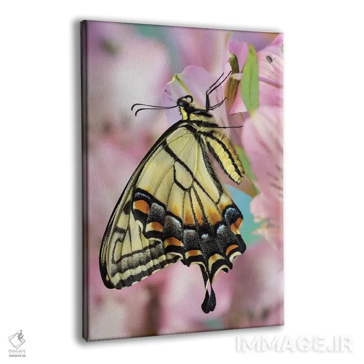 تابلو دکوراتیو Washington State, Sammamish Eastern Tiger Swallowtail Butter… اثر دارل گالین - نمای پرسپکتیو محصول