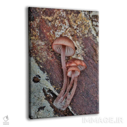 تابلو دکوراتیو Washington State, Sammamish Mushrooms Growing On Fall Alder… اثر دارل گالین - نمای پرسپکتیو محصول