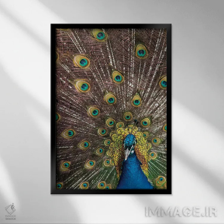تابلو دکوراتیو Oregon, Tillamook Peacock Displaying Tail Feathers,آمریکا، ا… اثر دارل گالین - نمای قابدار مشکی