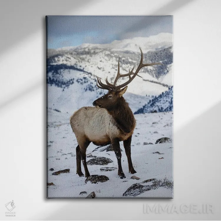 تابلو دکوراتیو Wyoming, Yellowstone National Park Lone Bull Elk In Snow,آمر… اثر دارل گالین - نمای روبهرو روی دیوار