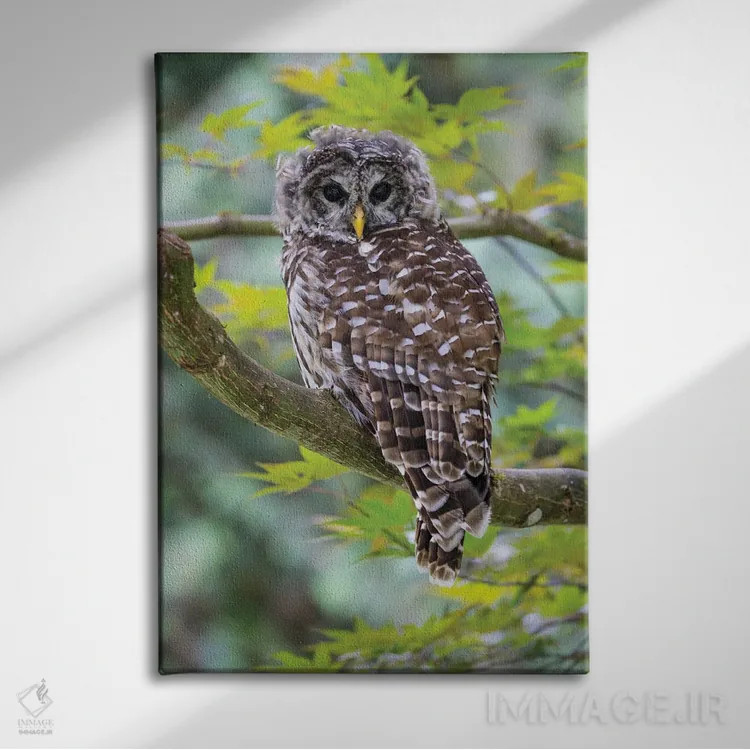 تابلو دکوراتیو Washington State, Sammamish Barred Owl Perched In Japanese M… اثر دارل گالین - نمای روبهرو روی دیوار