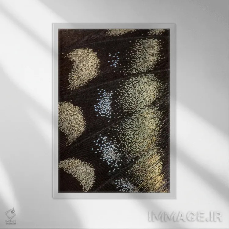 تابلو دکوراتیو عکاسی ماکرو از بال پروانه شماره یازده اثر دارل گالین - نمای قابدار سفید