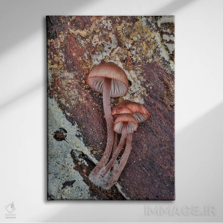 تابلو دکوراتیو Washington State, Sammamish Mushrooms Growing On Fall Alder… اثر دارل گالین - نمای روبهرو روی دیوار