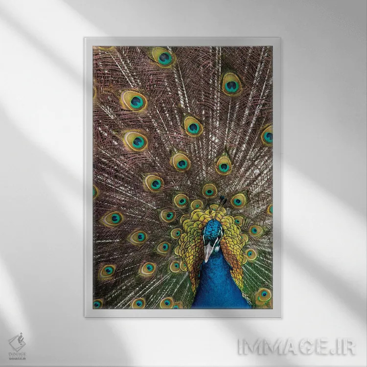تابلو دکوراتیو Oregon, Tillamook Peacock Displaying Tail Feathers,آمریکا، ا… اثر دارل گالین - نمای قابدار سفید