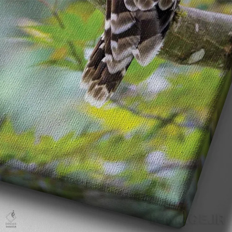 تابلو دکوراتیو Washington State, Sammamish Barred Owl Perched In Japanese M… اثر دارل گالین - نمای نزدیک بافت بوم