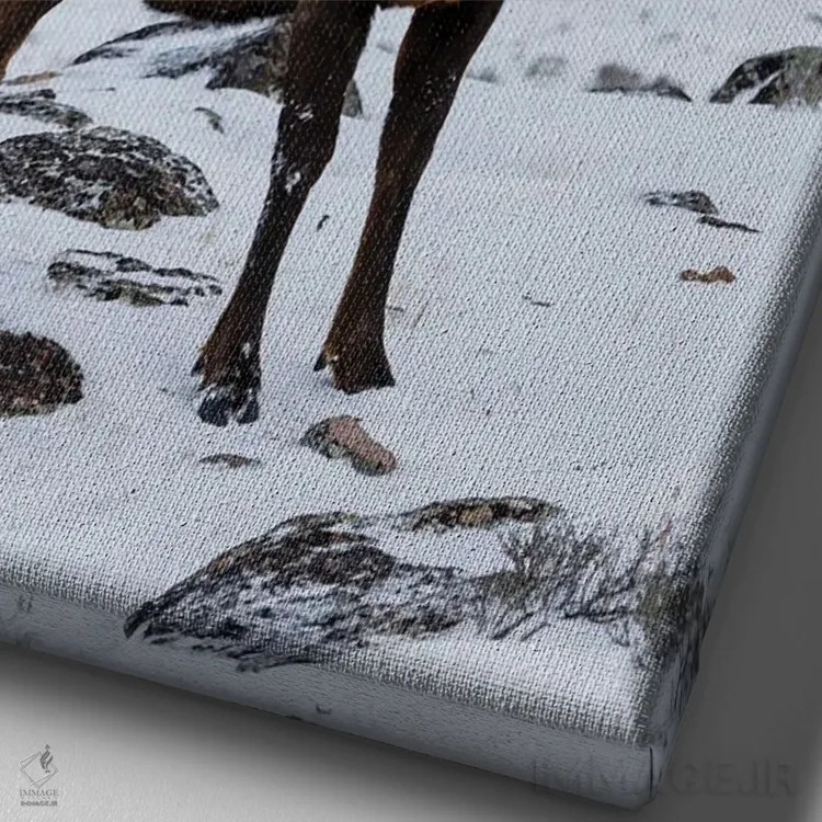 تابلو دکوراتیو Wyoming, Yellowstone National Park Lone Bull Elk In Snow,آمر… اثر دارل گالین - نمای نزدیک بافت بوم