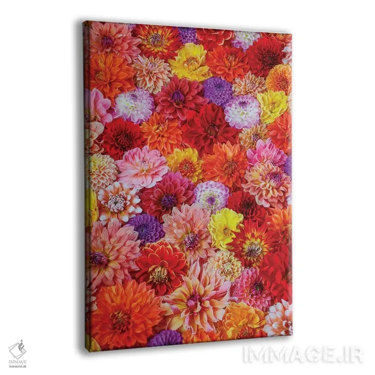 تابلو دکوراتیو Washington State, Sammamish. Dahlia Grouping Flower Pattern… اثر دارل گالین - نمای پرسپکتیو محصول