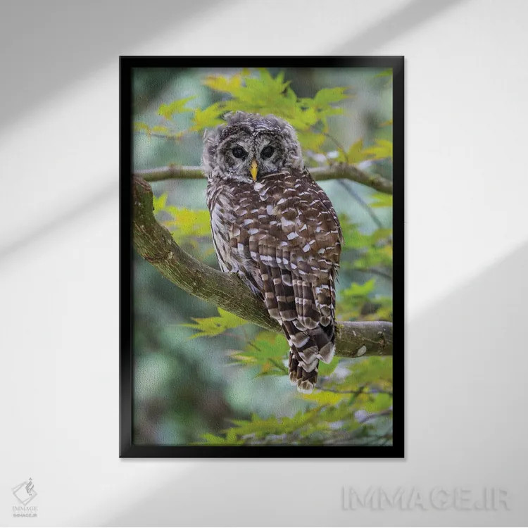 تابلو دکوراتیو Washington State, Sammamish Barred Owl Perched In Japanese M… اثر دارل گالین - نمای قابدار مشکی