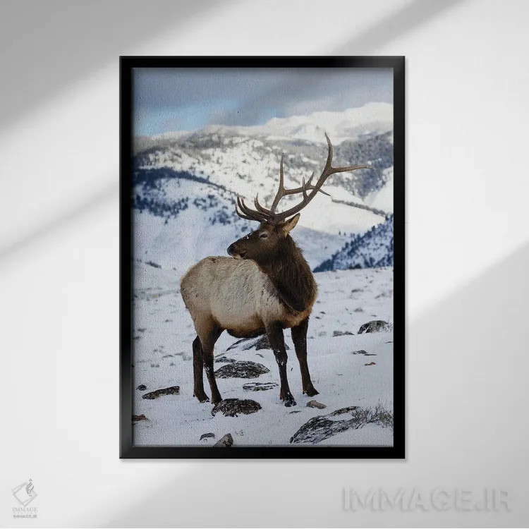 تابلو دکوراتیو Wyoming, Yellowstone National Park Lone Bull Elk In Snow,آمر… اثر دارل گالین - نمای قابدار مشکی