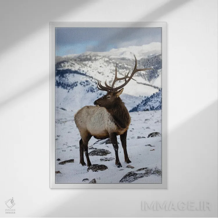 تابلو دکوراتیو Wyoming, Yellowstone National Park Lone Bull Elk In Snow,آمر… اثر دارل گالین - نمای قابدار سفید