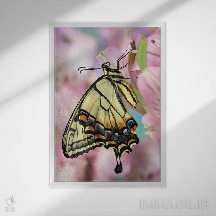 تابلو دکوراتیو Washington State, Sammamish Eastern Tiger Swallowtail Butter… اثر دارل گالین - نمای قابدار سفید