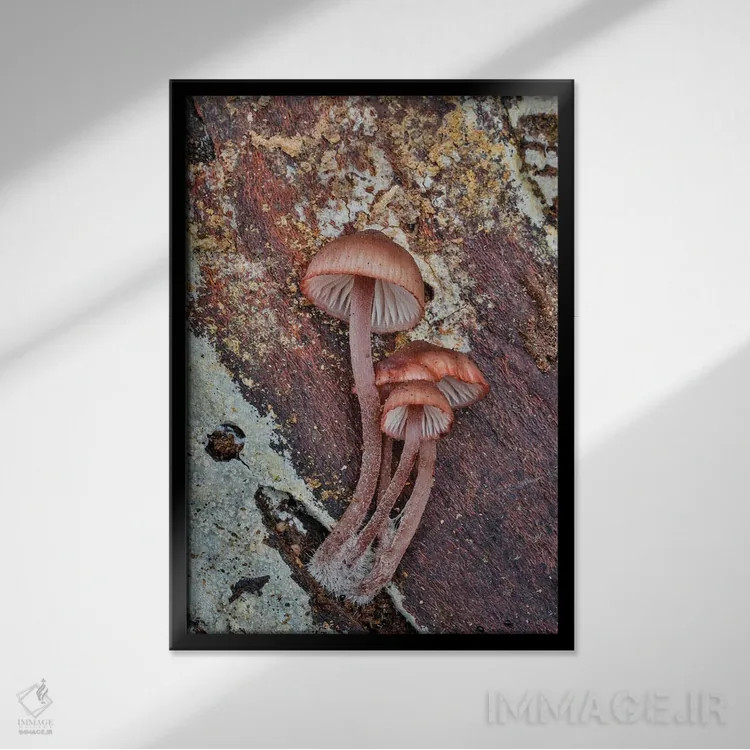 تابلو دکوراتیو Washington State, Sammamish Mushrooms Growing On Fall Alder… اثر دارل گالین - نمای قابدار مشکی