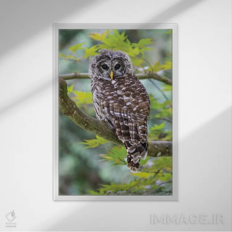 تابلو دکوراتیو Washington State, Sammamish Barred Owl Perched In Japanese M… اثر دارل گالین - نمای قابدار سفید