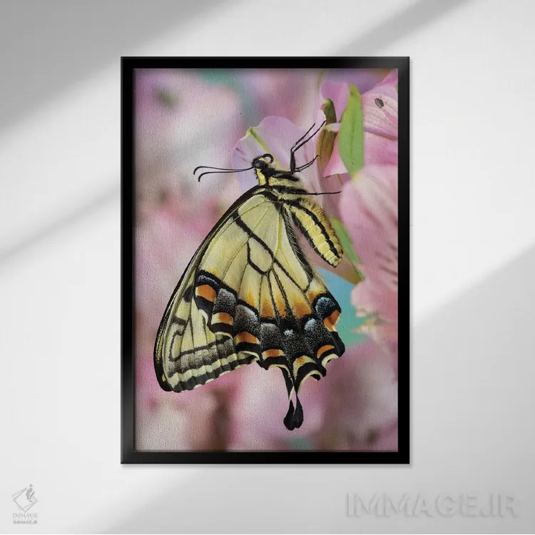 تابلو دکوراتیو Washington State, Sammamish Eastern Tiger Swallowtail Butter… اثر دارل گالین - نمای قابدار مشکی