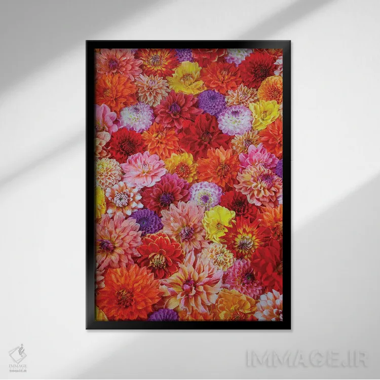 تابلو دکوراتیو Washington State, Sammamish. Dahlia Grouping Flower Pattern… اثر دارل گالین - نمای قابدار مشکی