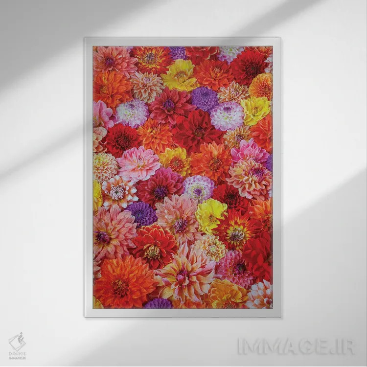 تابلو دکوراتیو Washington State, Sammamish. Dahlia Grouping Flower Pattern… اثر دارل گالین - نمای قابدار سفید