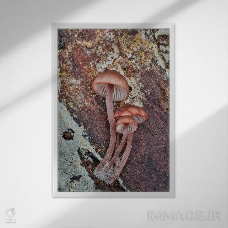 تابلو دکوراتیو Washington State, Sammamish Mushrooms Growing On Fall Alder… اثر دارل گالین - نمای قابدار سفید