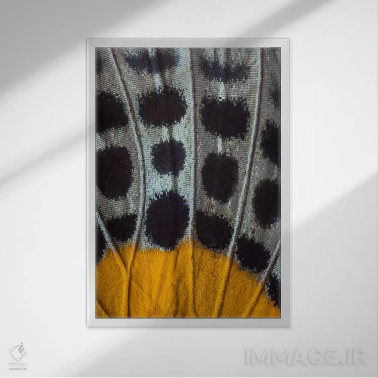 تابلو دکوراتیو عکاسی ماکرو از بال پروانه شماره هفده اثر دارل گالین - نمای قابدار سفید