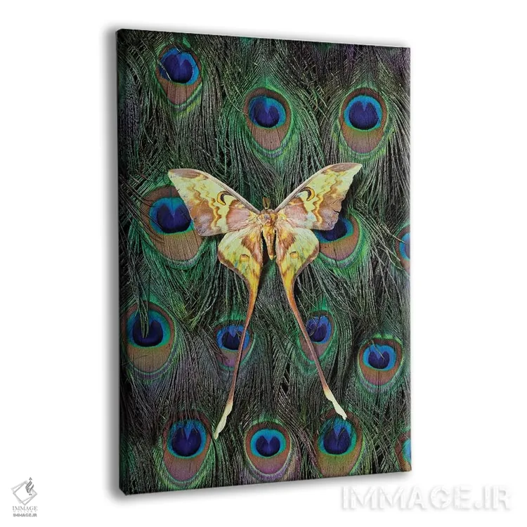 تابلو دکوراتیو شب پره ماه مالزی روی دم طاووس اثر دارل گالین - نمای پرسپکتیو محصول