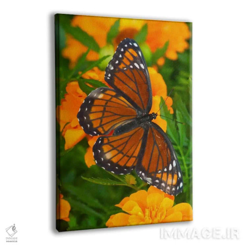 تابلو دکوراتیو پروانه وایسروی با بال های باز در میان گل جعفری اثر دارل گالین - نمای پرسپکتیو محصول