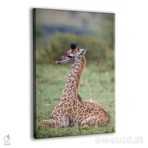 تابلو دکوراتیو Masai Mara National Reserve, Kenya,زرافه جوان ماسایی در حال… اثر دارل گالین - نمای پرسپکتیو محصول
