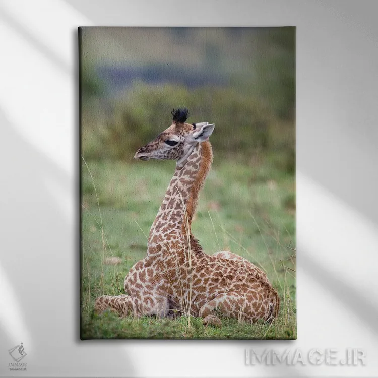 تابلو دکوراتیو Masai Mara National Reserve, Kenya,زرافه جوان ماسایی در حال… اثر دارل گالین - نمای روبهرو روی دیوار