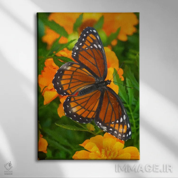 تابلو دکوراتیو پروانه وایسروی با بال های باز در میان گل جعفری اثر دارل گالین - نمای روبهرو روی دیوار