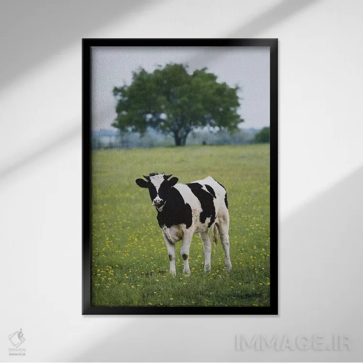 تابلو دکوراتیو Lytle, Texas, USA,گاو ماده تنها در یک مرتع، لیتل، تگزاس، آمر… اثر دارل گالین - نمای قابدار مشکی