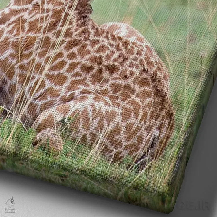تابلو دکوراتیو Masai Mara National Reserve, Kenya,زرافه جوان ماسایی در حال… اثر دارل گالین - نمای نزدیک بافت بوم