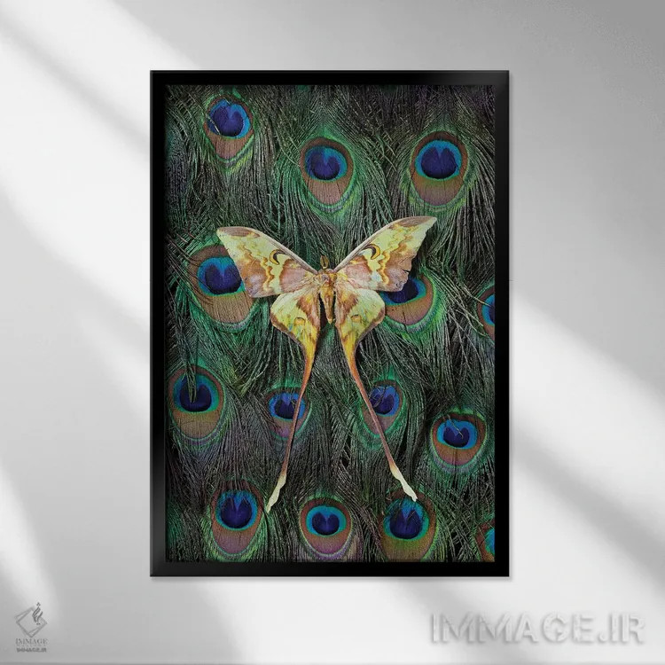 تابلو دکوراتیو شب پره ماه مالزی روی دم طاووس اثر دارل گالین - نمای قابدار مشکی