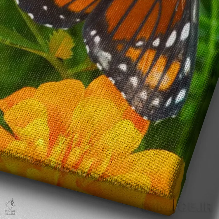 تابلو دکوراتیو پروانه وایسروی با بال های باز در میان گل جعفری اثر دارل گالین - نمای نزدیک بافت بوم