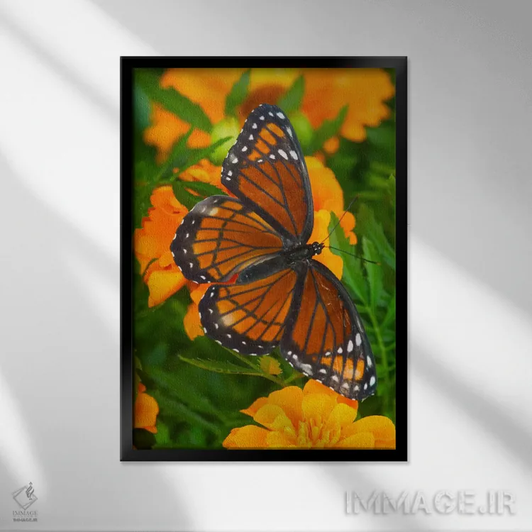 تابلو دکوراتیو پروانه وایسروی با بال های باز در میان گل جعفری اثر دارل گالین - نمای قابدار مشکی