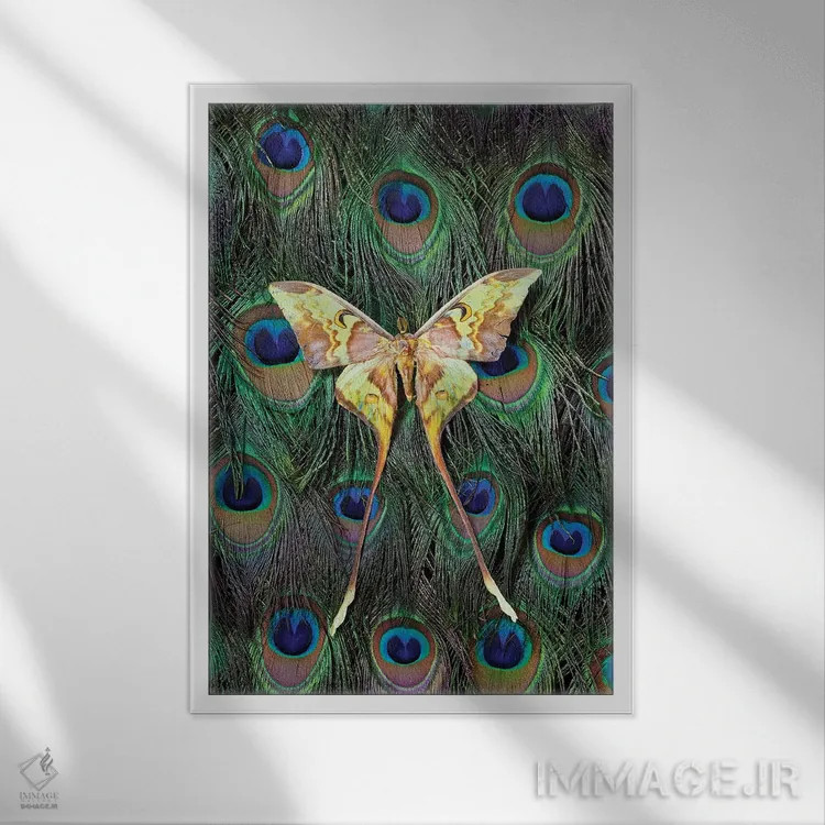 تابلو دکوراتیو شب پره ماه مالزی روی دم طاووس اثر دارل گالین - نمای قابدار سفید