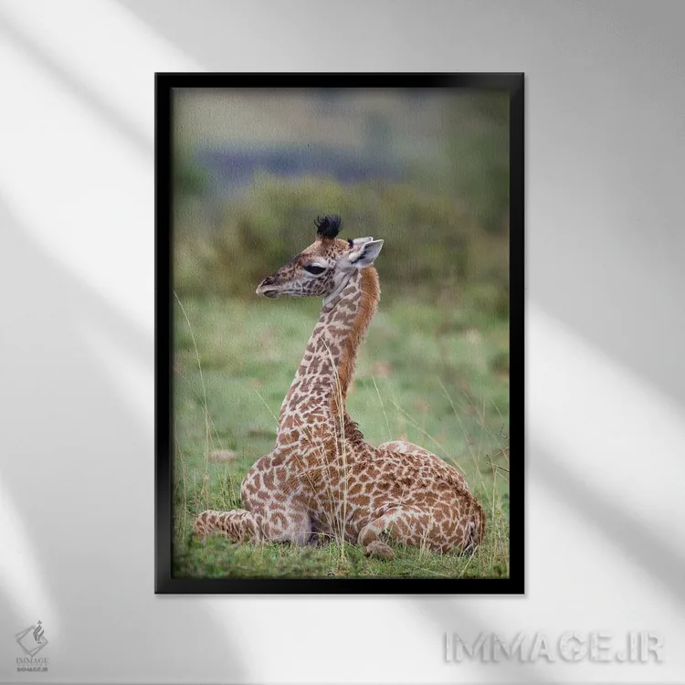 تابلو دکوراتیو Masai Mara National Reserve, Kenya,زرافه جوان ماسایی در حال… اثر دارل گالین - نمای قابدار مشکی