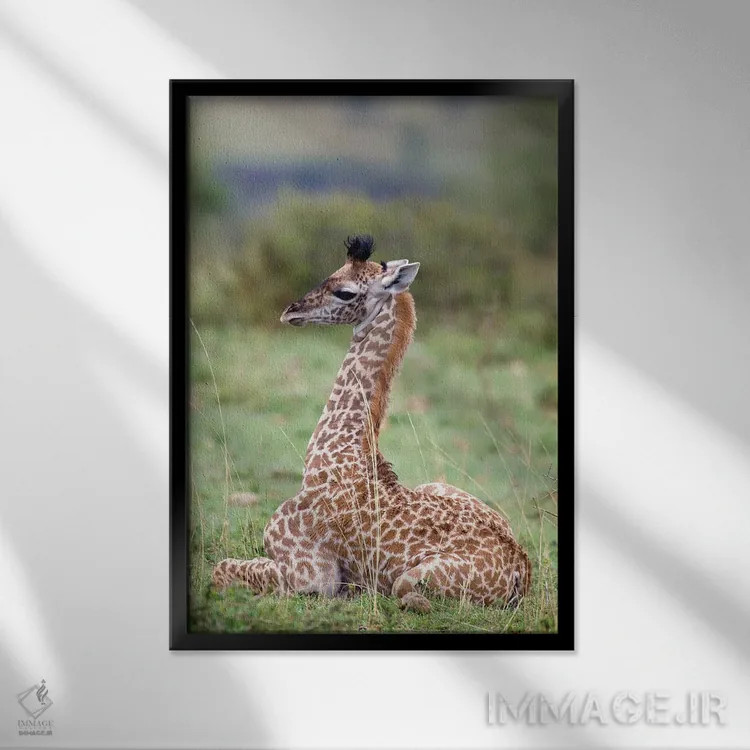 تابلو دکوراتیو Masai Mara National Reserve, Kenya,زرافه جوان ماسایی در حال… اثر دارل گالین - نمای قابدار مشکی