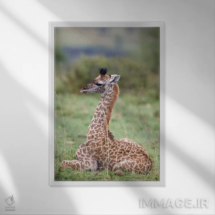 تابلو دکوراتیو Masai Mara National Reserve, Kenya,زرافه جوان ماسایی در حال… اثر دارل گالین - نمای قابدار سفید