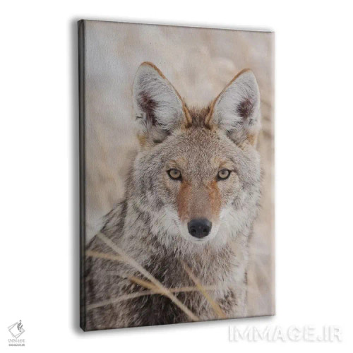 تابلو دکوراتیو کایوت در پاییز اثر کن آرچر - نمای پرسپکتیو محصول