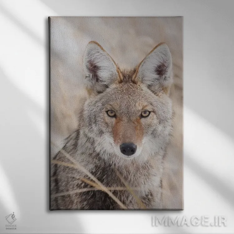 تابلو دکوراتیو کایوت در پاییز اثر کن آرچر - نمای روبهرو روی دیوار