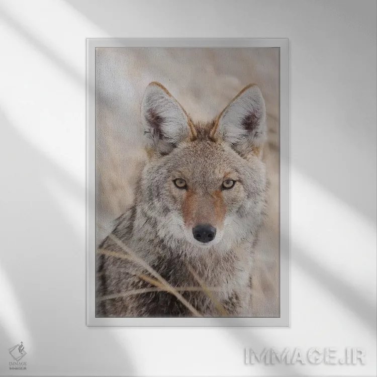 تابلو دکوراتیو کایوت در پاییز اثر کن آرچر - نمای قابدار سفید